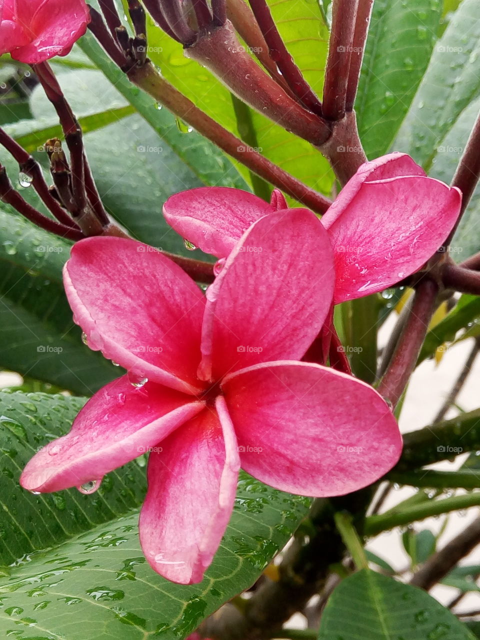 red frangipani  petals