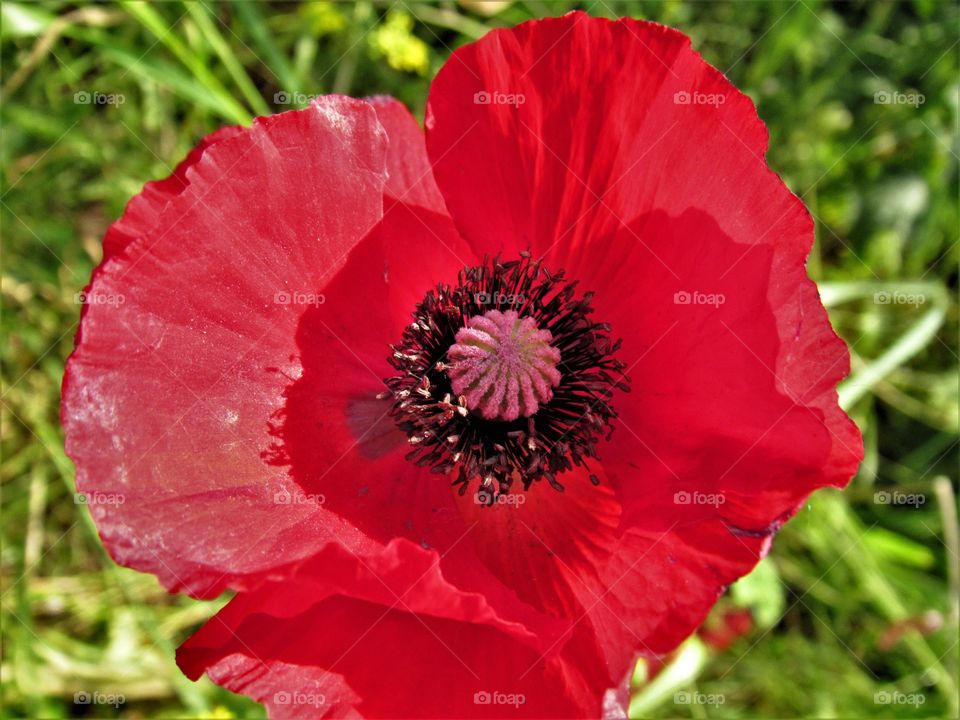 poppy