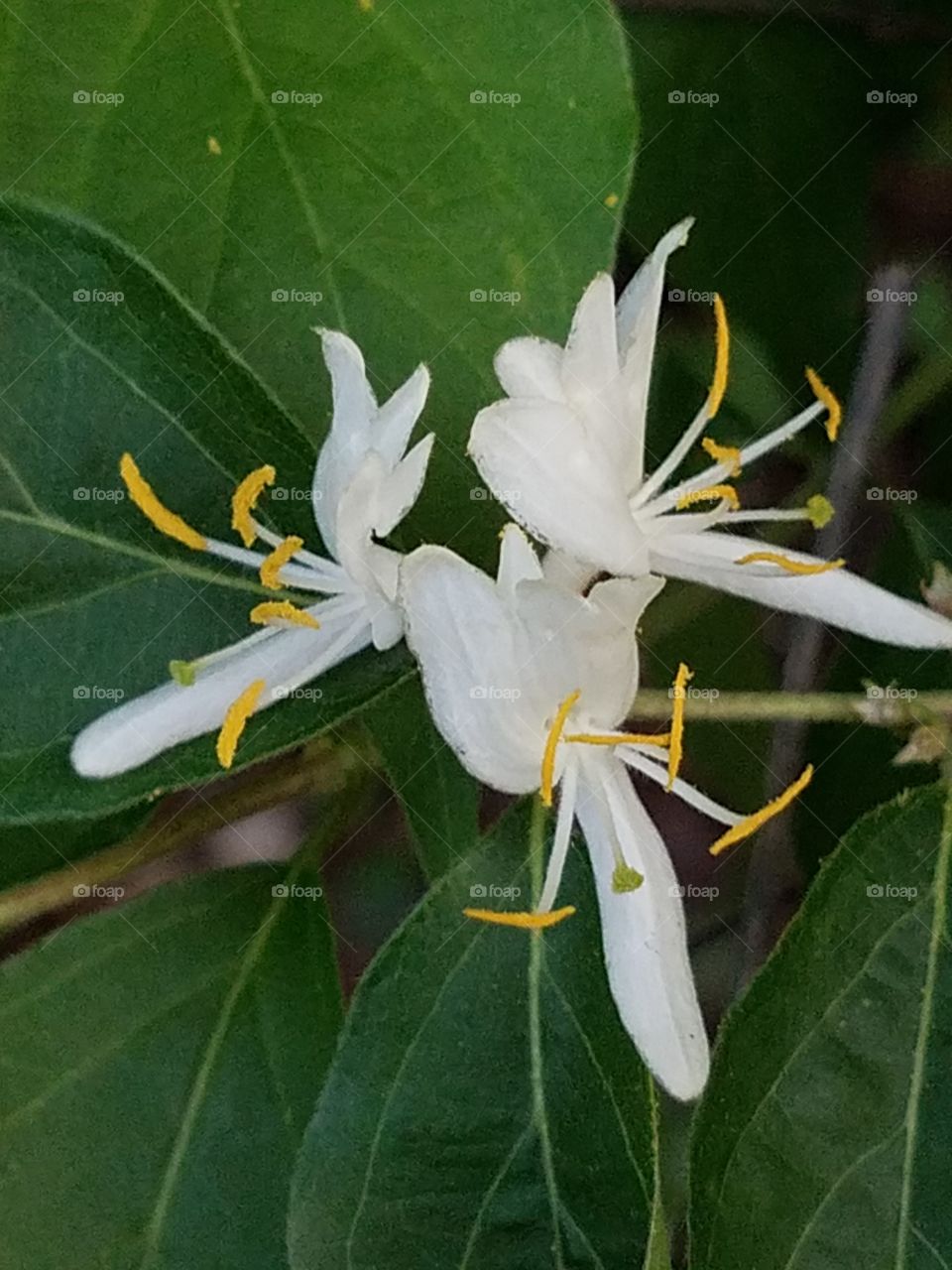 honeysuckle
