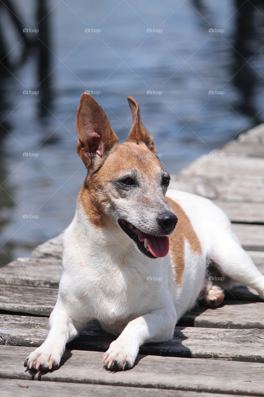 Bo the Jack Russell Terrier