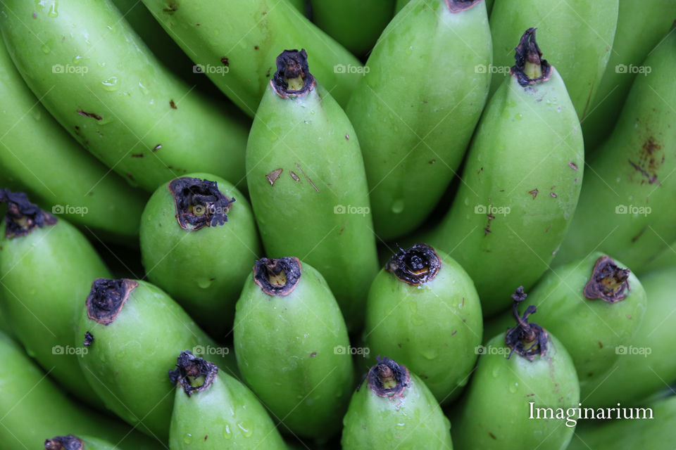 bananas growing in a greenhouse