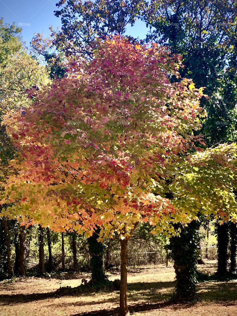 Maple Tree 