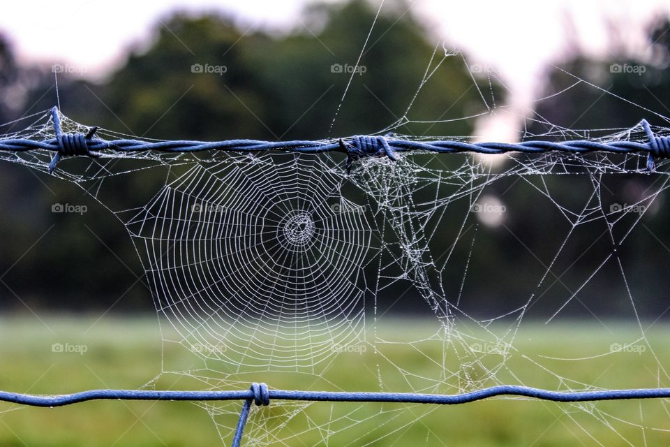 Web