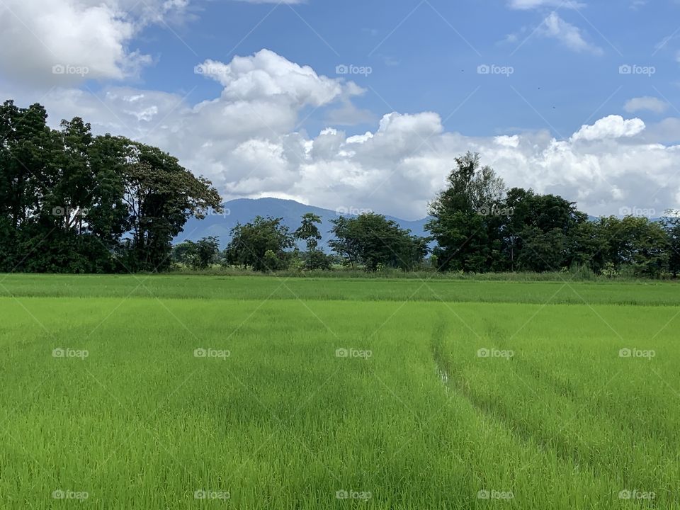 The stories of the rice field, Countryside 