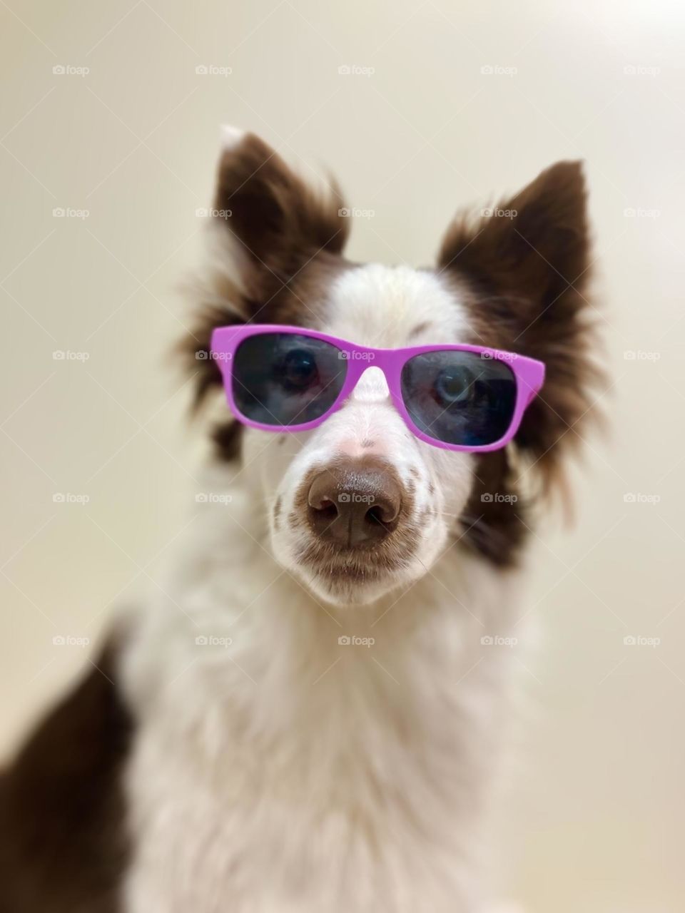 Cool border collie 