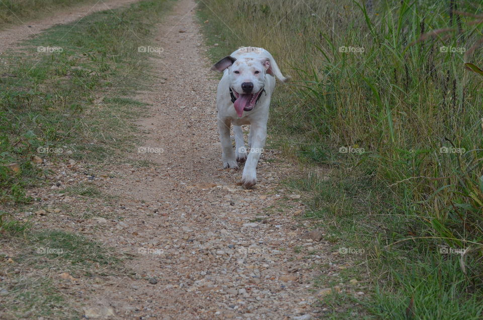 Our white pit bull puppy running down a dirt farm road