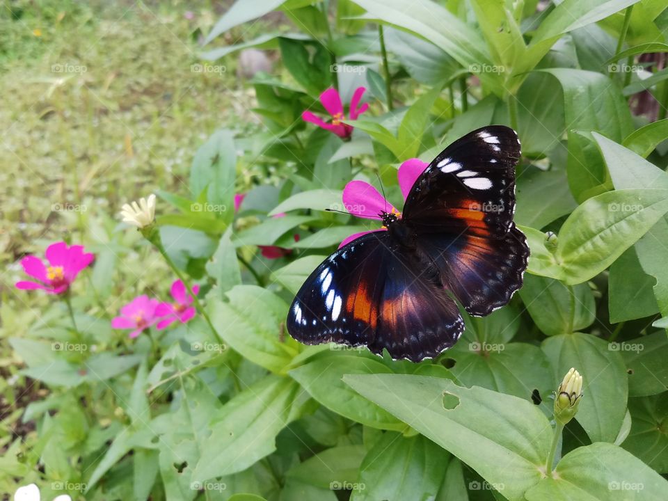 Lovely butterfly on pink flower