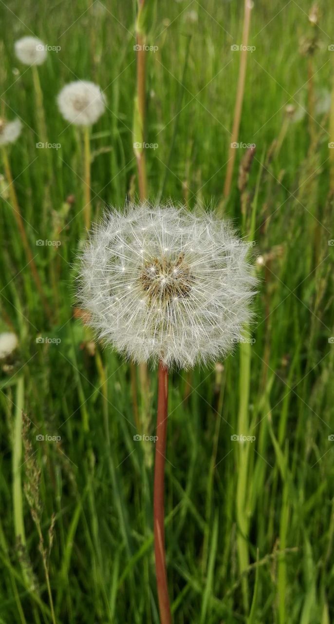 dandelion