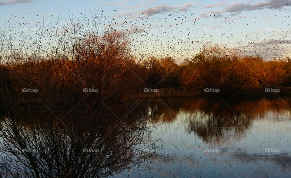 Flock of birds flying over forest