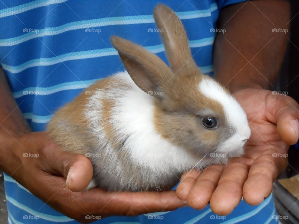 Rabbit In Hand