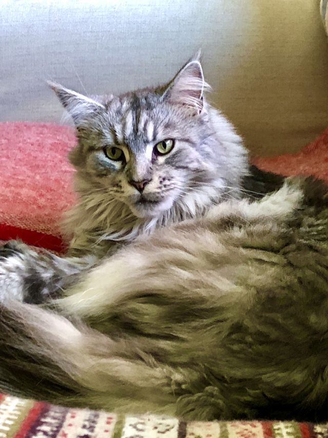 Maine Coon Cat