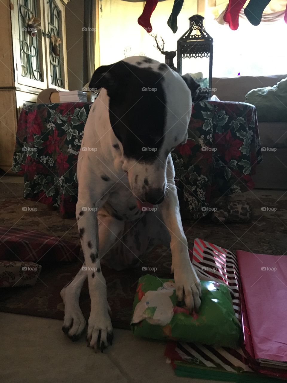 Santa's little helper! 