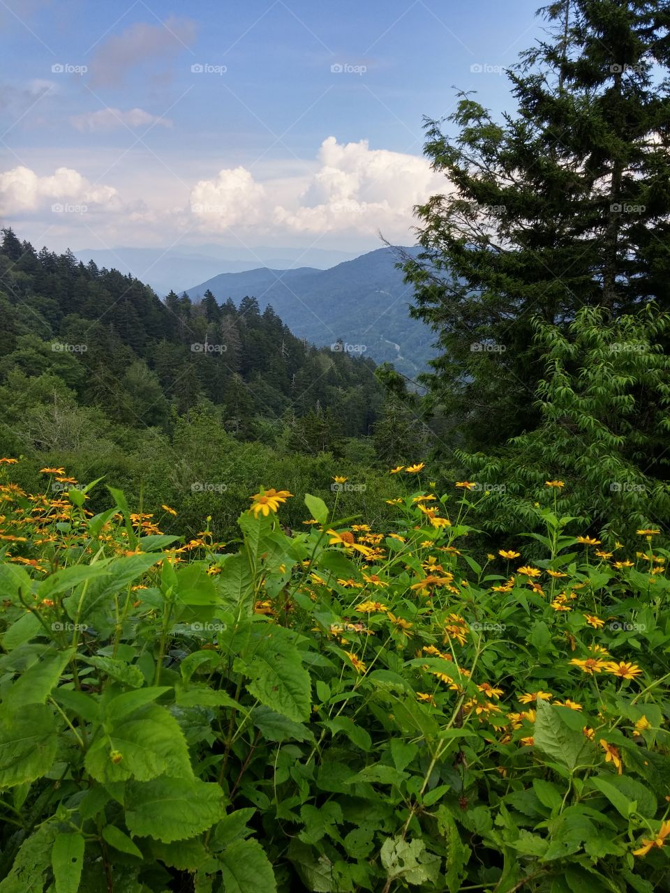 The Great Smoky Mountains. A beautiful summer day from the smoky mountains in Tennessee