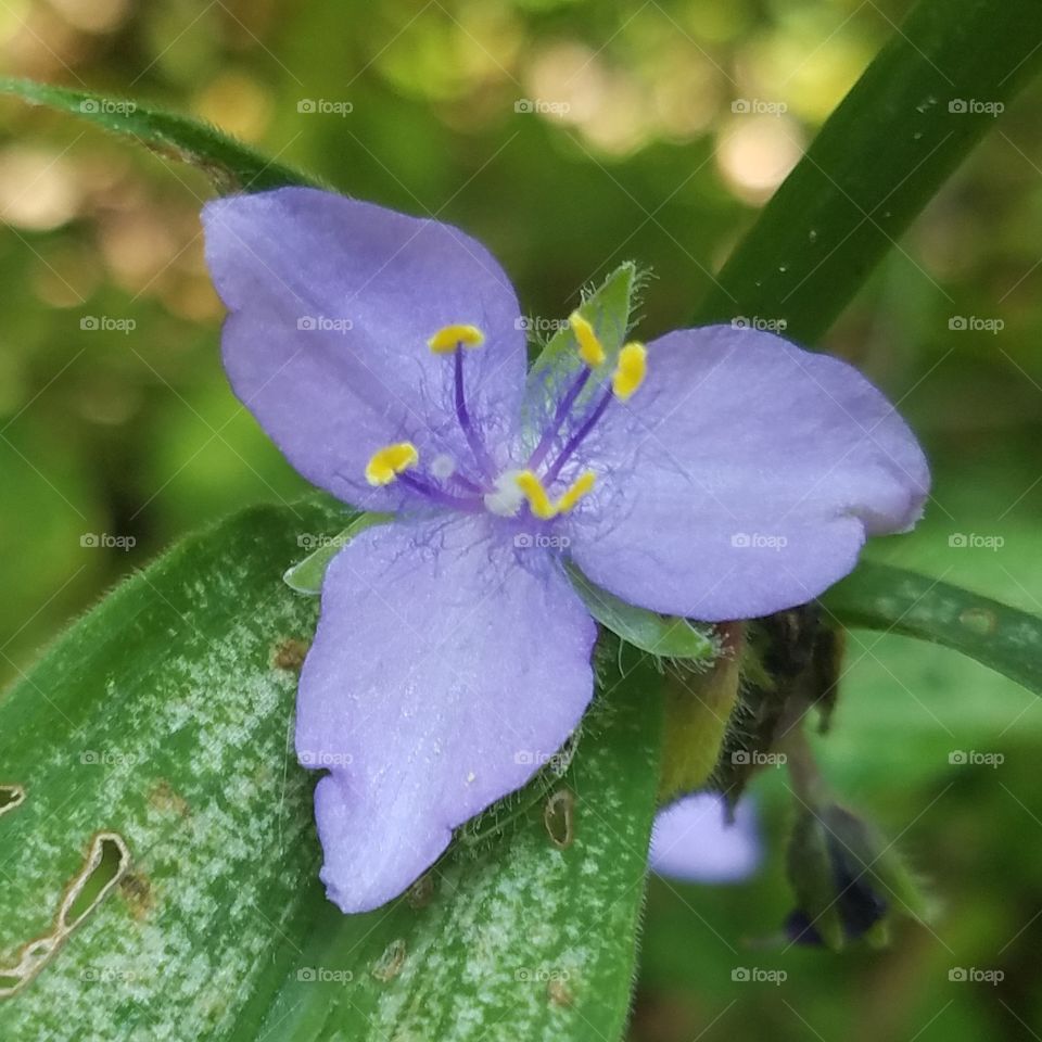 Kentucky Flower