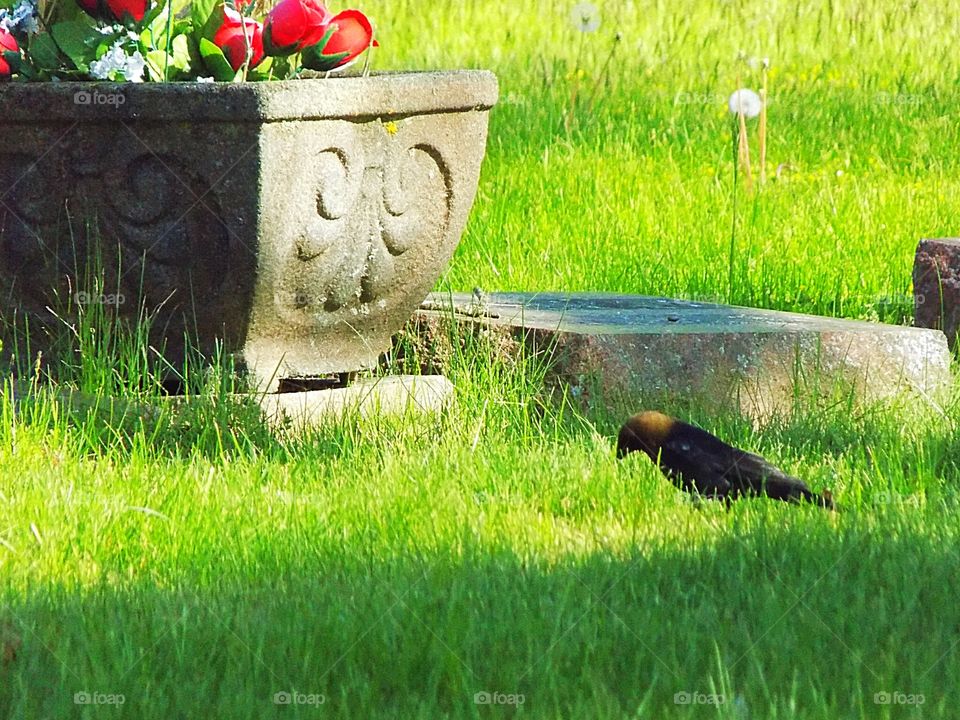 Mourning bird