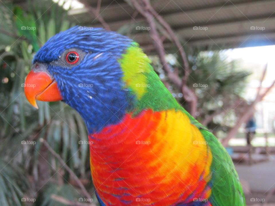 bright and cheerful lorikeet