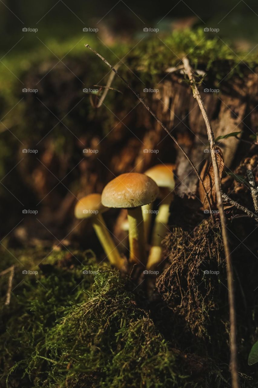 mystical beautiful mushrooms in lechu, mushrooms are listed in various rivers, shapes and forms of mushroom origin.