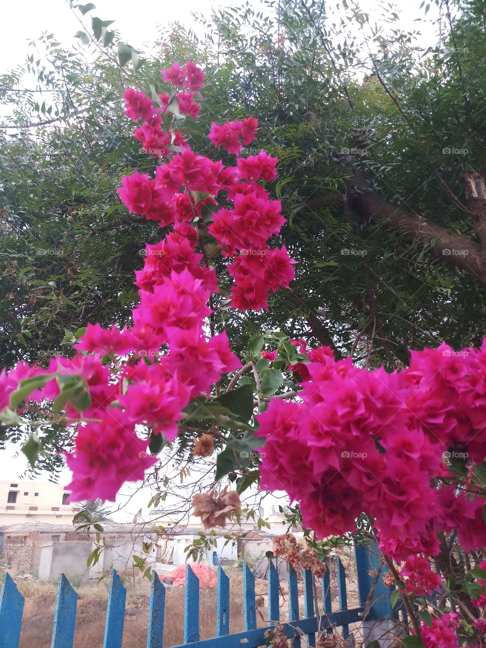 BBB.one day beautiful evening..a wonderful flowers scanner..is osm view...