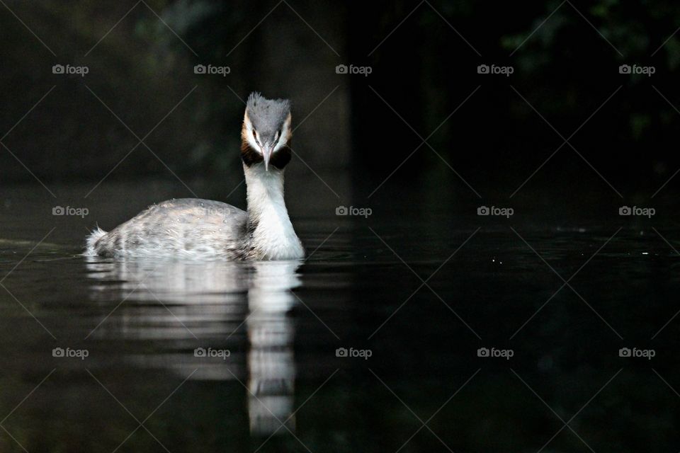 bird swimming in a lake