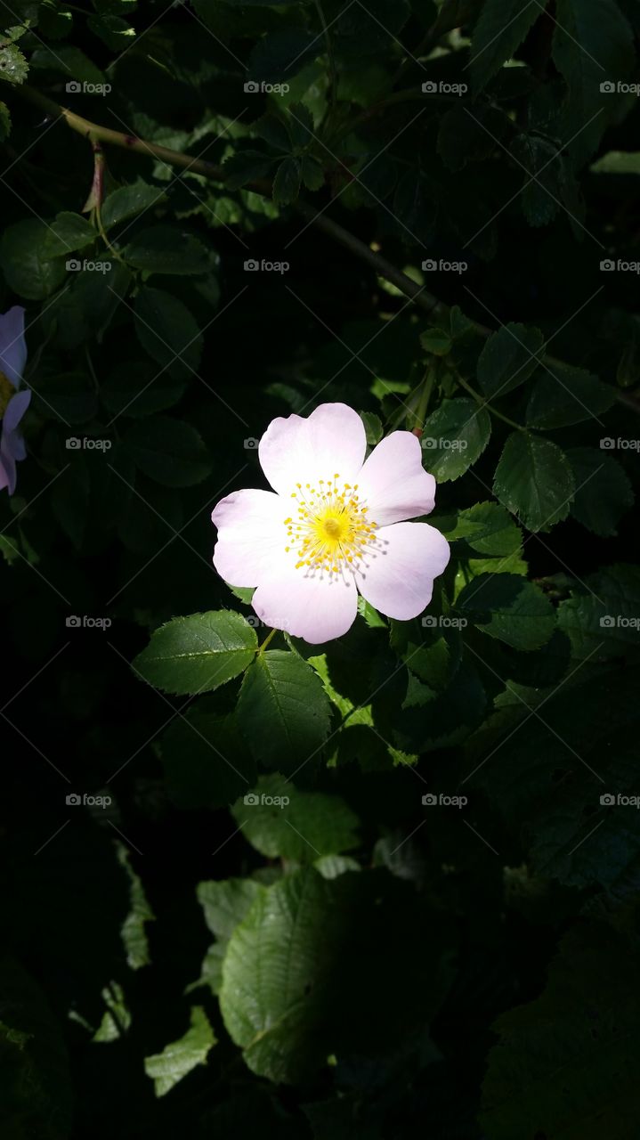 Blume. Rosa Gelbe Blume 