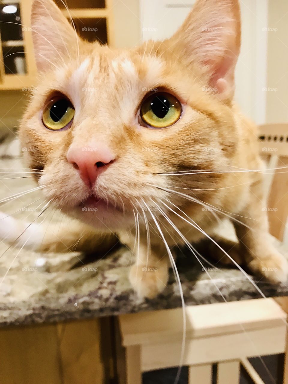 Close up photo of orange tabby cat is ready to leap of the Cambria countertop! Beautiful face shot of cat. 