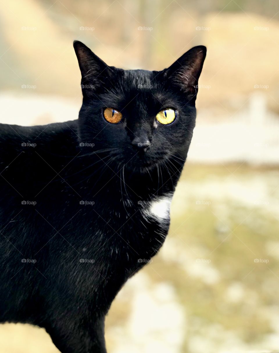 Into your soul; Black Cat with White patch that had Heterochromia Iridis eyes(1 green, 1 orange) Portrait with blurred background
