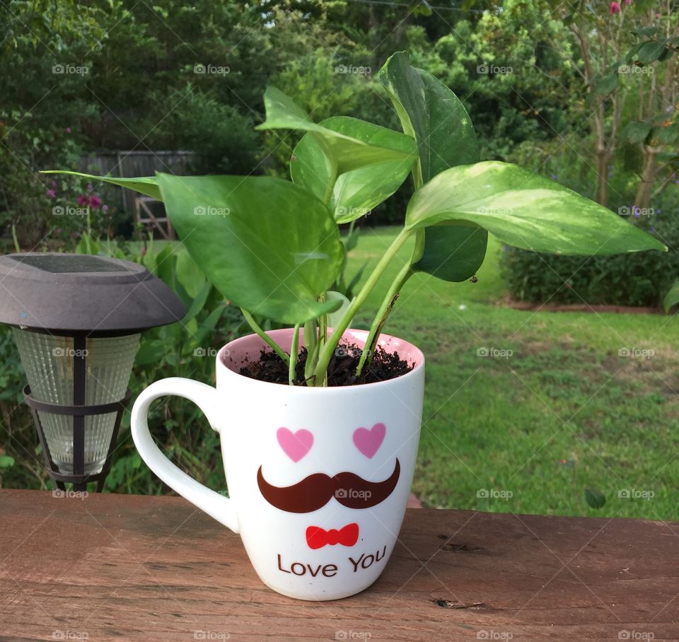 Pothos Ivy Coffee Mug Planter