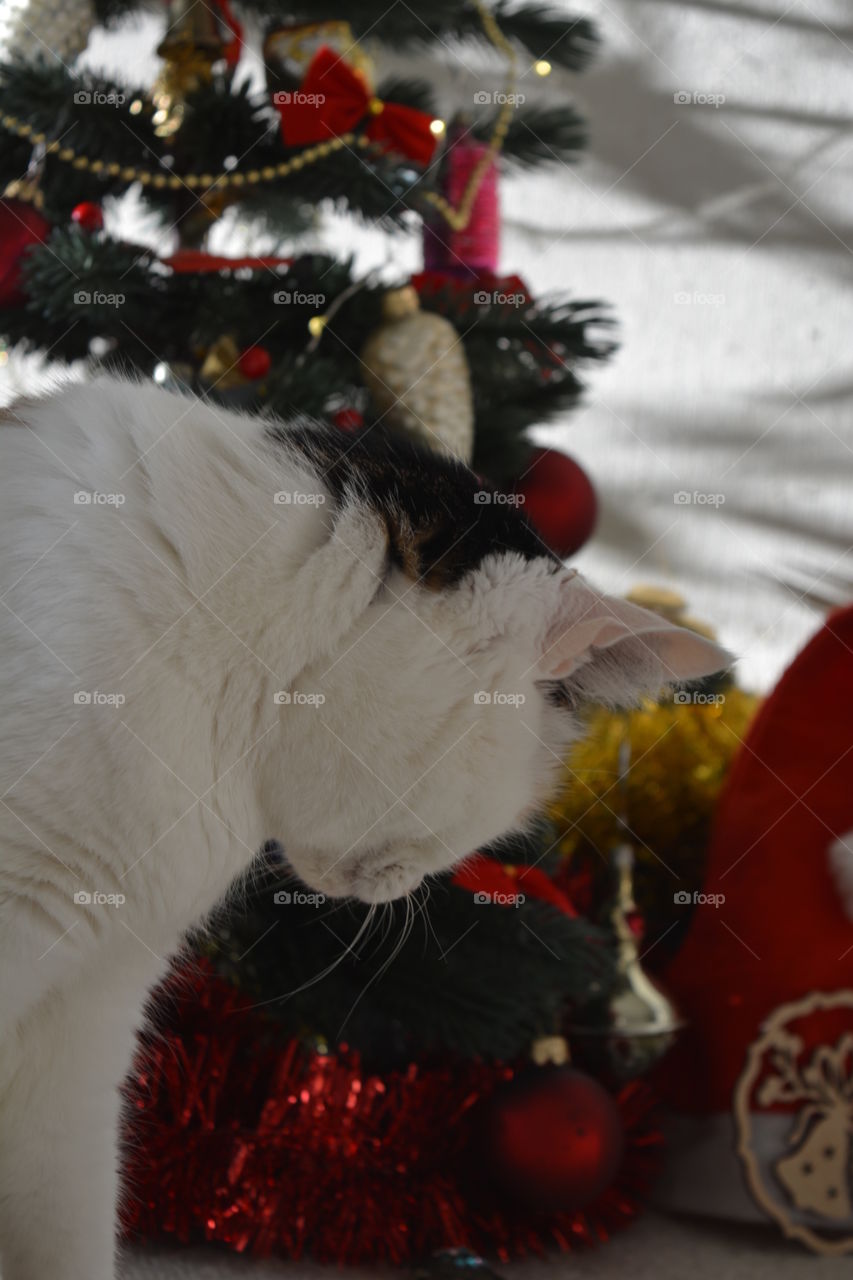 cat close up and Christmas tree Christmas time