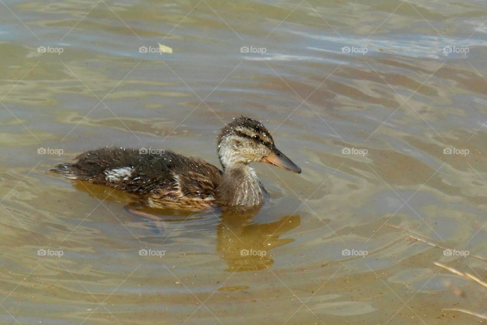 Duck swimming in water