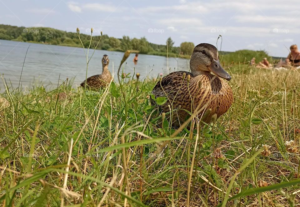 ducks relaxing on a lake shore and people summer time