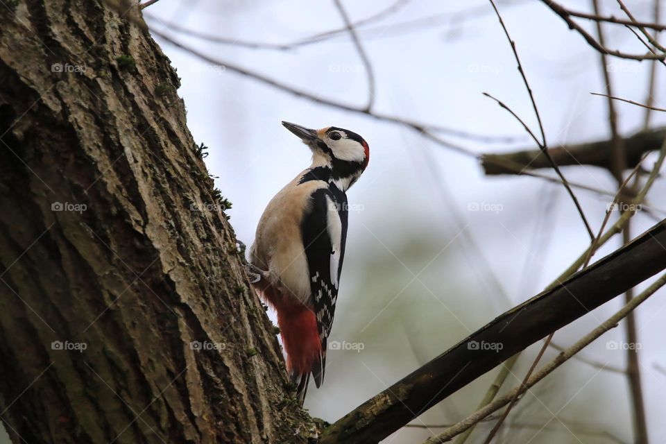 A typical German winter is depicted in this image, with sub-zero temperatures and no snow. The focus is on a woodpecker clinging to a tree. The scene conveys the cold and tranquility of the season.