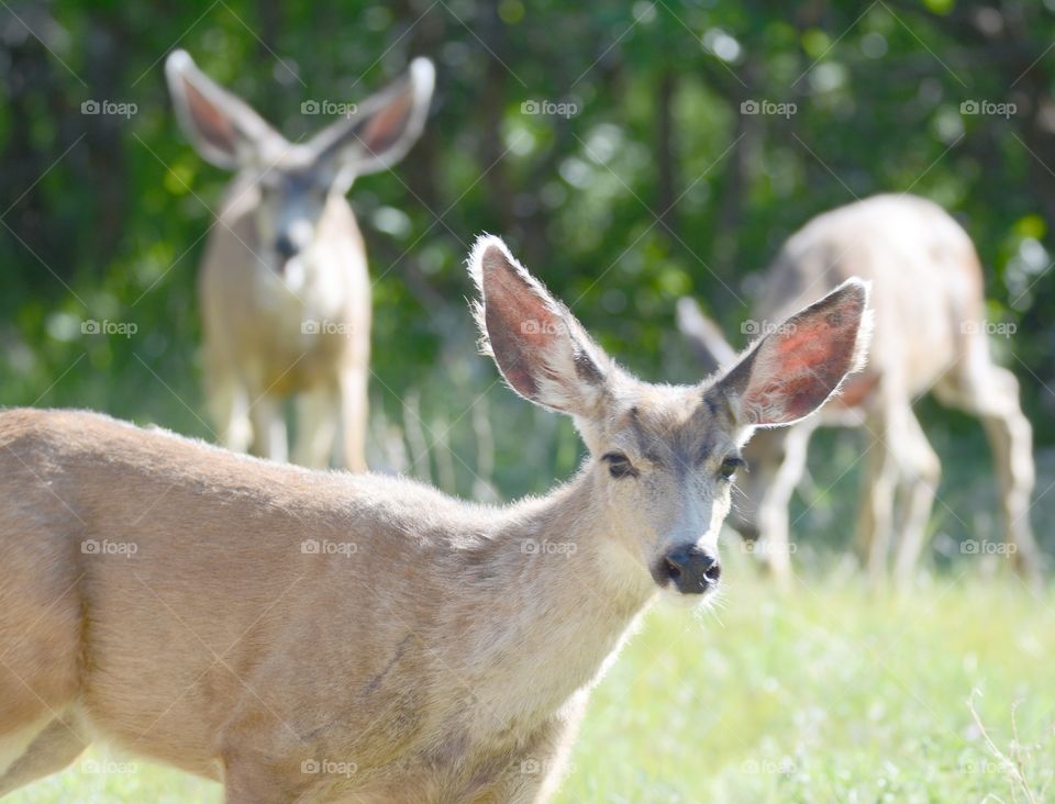 Deer at Roxborough State Park 
