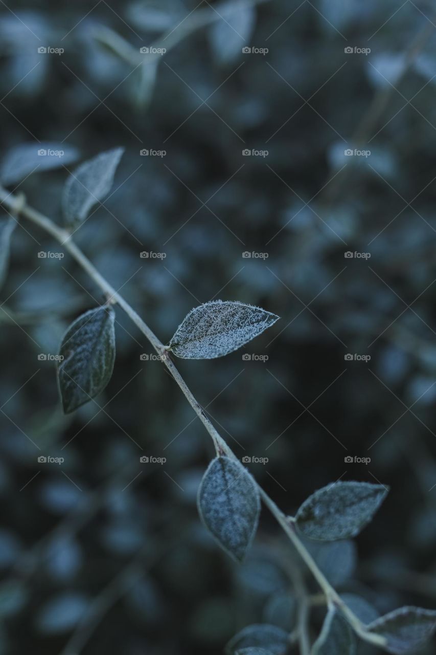 Frosty Marvels, nature’s icy Artistry 