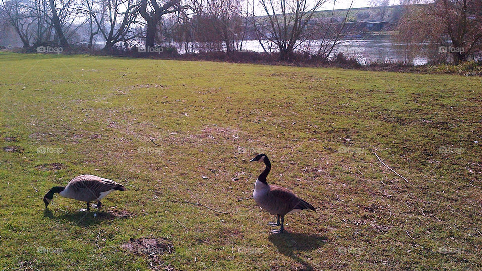Canadian goose, River Thames, Chertsey, Surrey, England
