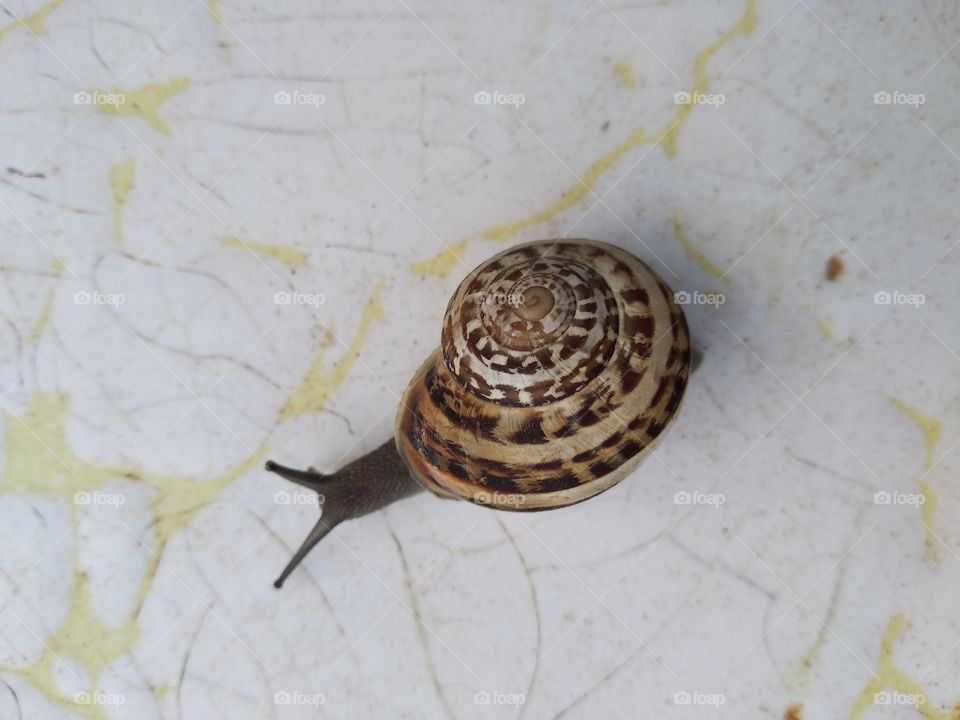 Snail