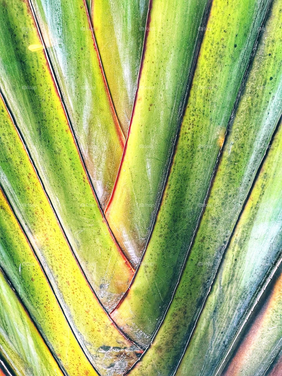 Palm tree leaves formation