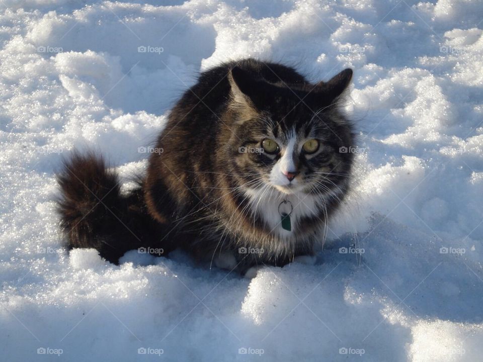Snow Cat