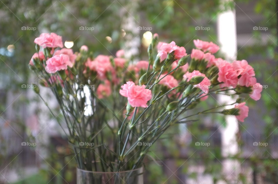 Reputed that any color flower is beautiful.