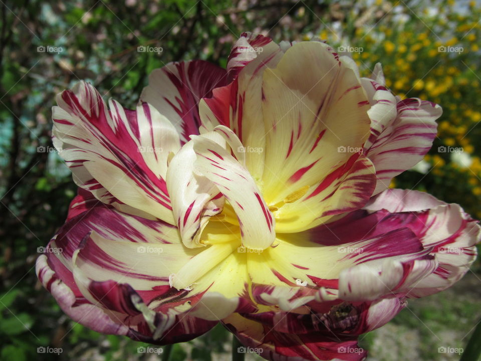 tulip petals covered pestle from the bright sun