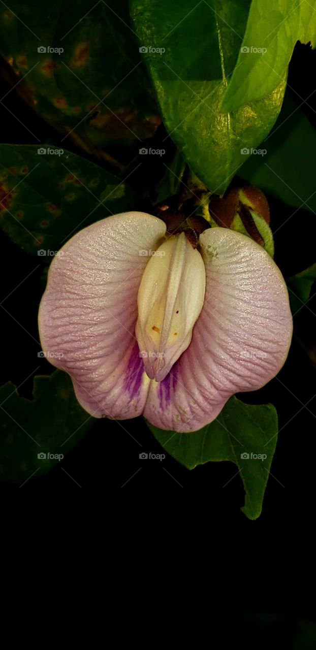 Beautiful wild flower, lilac tones, grows as a vine, near the ecological reserve of La Ceiba, Honduras.

Hermosa Flor silvestre, tonos lilas , crece como enredadera , cerca de reserva ecológica de La Ceiba, Honduras.