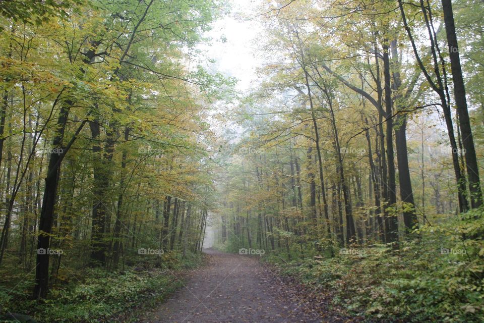 Misty forest