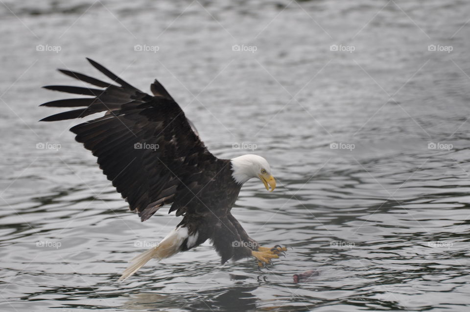 Magnificent Alaska Bald Eagle