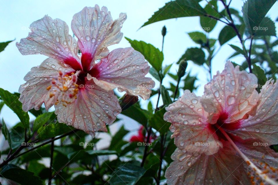 Hibiscus 