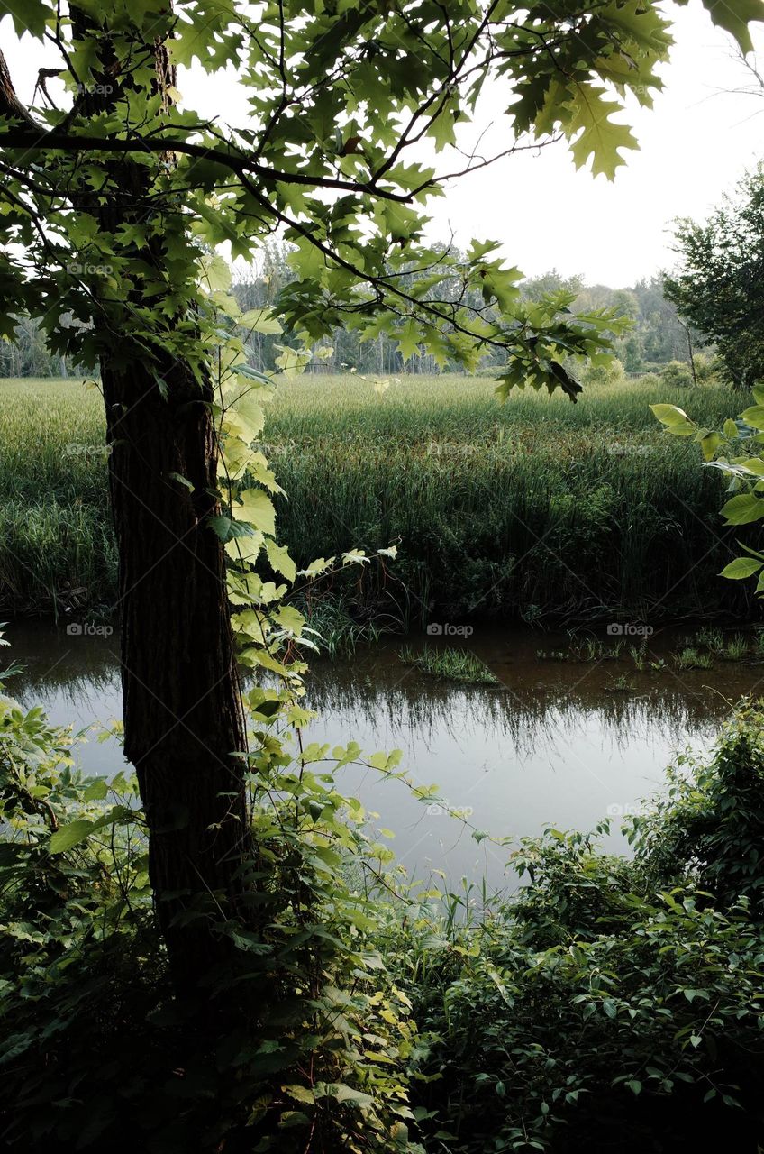 a walk in the park exploring nature in the spring