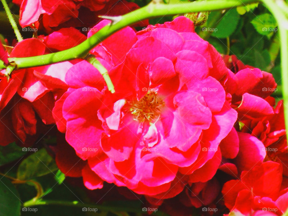 summer rose fuchsia by silkenjade