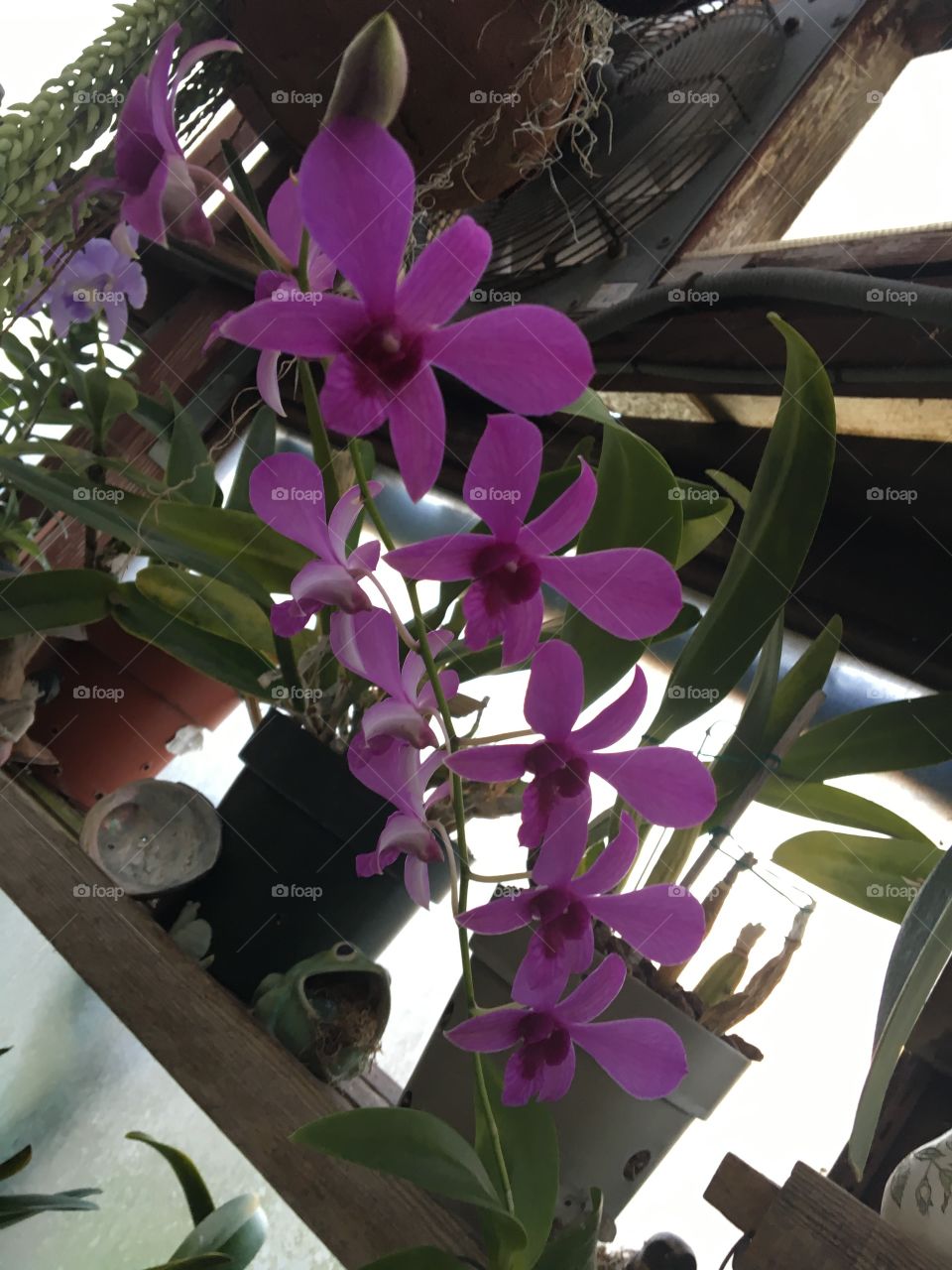Pink Dendrobium orchid‘s 