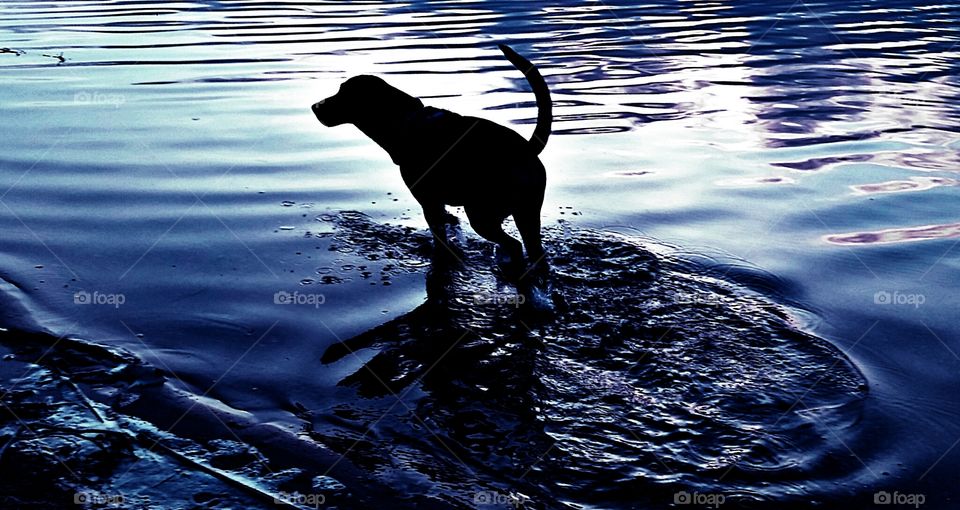 best friend. my dog angus at lake skinner