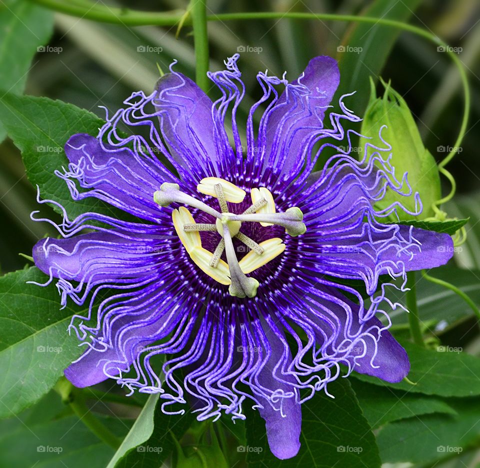 Last passion in today's hell: In the Texas heat it's not a wonder most flowers have wilted but, this beautiful violet Passion Flower thrives vibrantly against its emerald leaves.