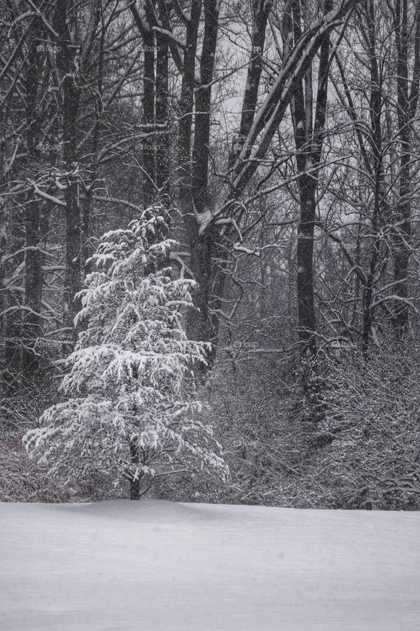 Winter Landscape