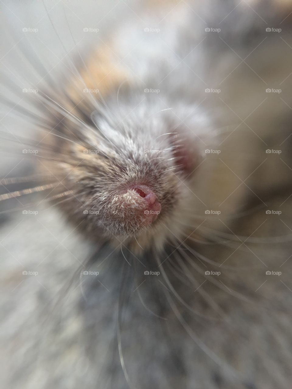 Macro mouse nose and whiskers